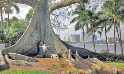 giant kapok tree