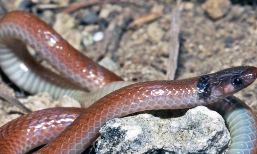 Unraveling the Mysteries: The Most Common newsbreak florida snakes