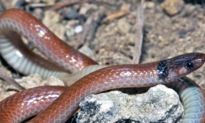 Unraveling the Mysteries: The Most Common newsbreak florida snakes