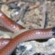 Unraveling the Mysteries: The Most Common newsbreak florida snakes