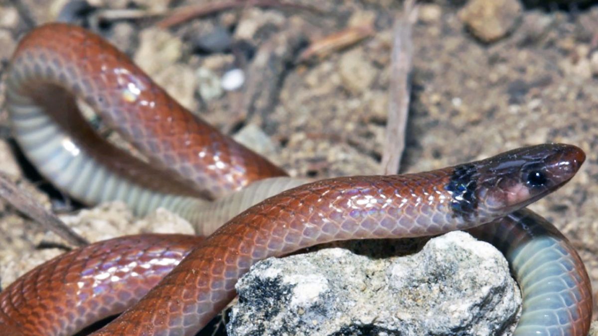 Unraveling the Mysteries: The Most Common newsbreak florida snakes