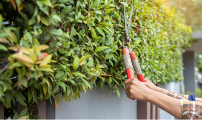 The Benefits of Regular Tree Maintenance for Homeowners