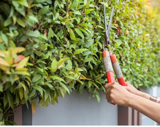 The Benefits of Regular Tree Maintenance for Homeowners