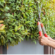 The Benefits of Regular Tree Maintenance for Homeowners