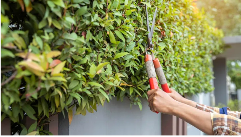 The Benefits of Regular Tree Maintenance for Homeowners